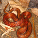 Common Mock Viper - Photo (c) kkchome, all rights reserved