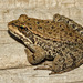 Cascades Frog - Photo (c) garynafis, all rights reserved