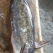 Banjo Catfishes - Photo (c) Institucion educativa nuestra señora de fatima 1, all rights reserved