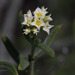 Euploca mexicana - Photo (c) Anne, todos os direitos reservados