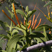 Psittacanthus schiedeanus - Photo (c) Anne, all rights reserved