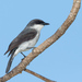 Mangrove Robin - Photo (c) Judd Patterson, all rights reserved, uploaded by Judd Patterson
