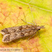 Palmerworm Moth - Photo (c) John and Kendra Abbott, all rights reserved, uploaded by John and Kendra Abbott