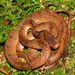 Chinese Slug Snake - Photo (c) kkchome, all rights reserved