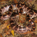 Lycodon rufozonatus - Photo (c) kkchome, todos los derechos reservados