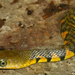 Chinese Keelback - Photo (c) kkchome, all rights reserved