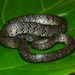 White-spotted Slug Snake - Photo (c) kkchome, all rights reserved