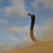 Cobra-Egípcia - Photo (c) Matthieu Berroneau, todos os direitos reservados