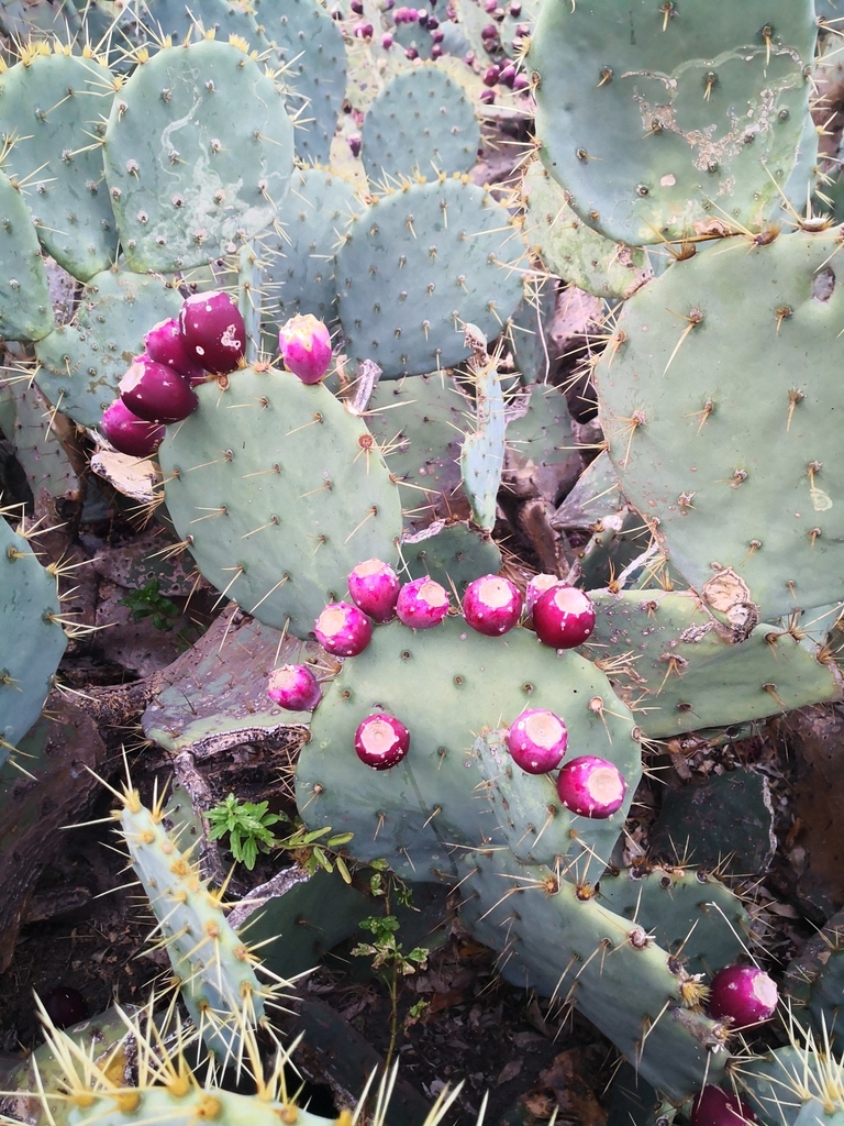 Prickly Pears From Sin Nombre De Col Santa Catarina N L M Xico