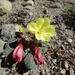 Oenothera xylocarpa - Photo (c) Antony Wilson, todos los derechos reservados, uploaded by antonyw