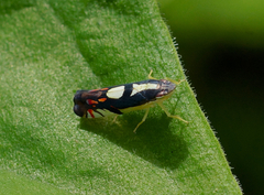 Image of Diedrocephala variegata