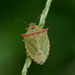 Neotropical Red-shouldered Stink Bug - Photo (c) Paul, all rights reserved, uploaded by creaturesnapper
