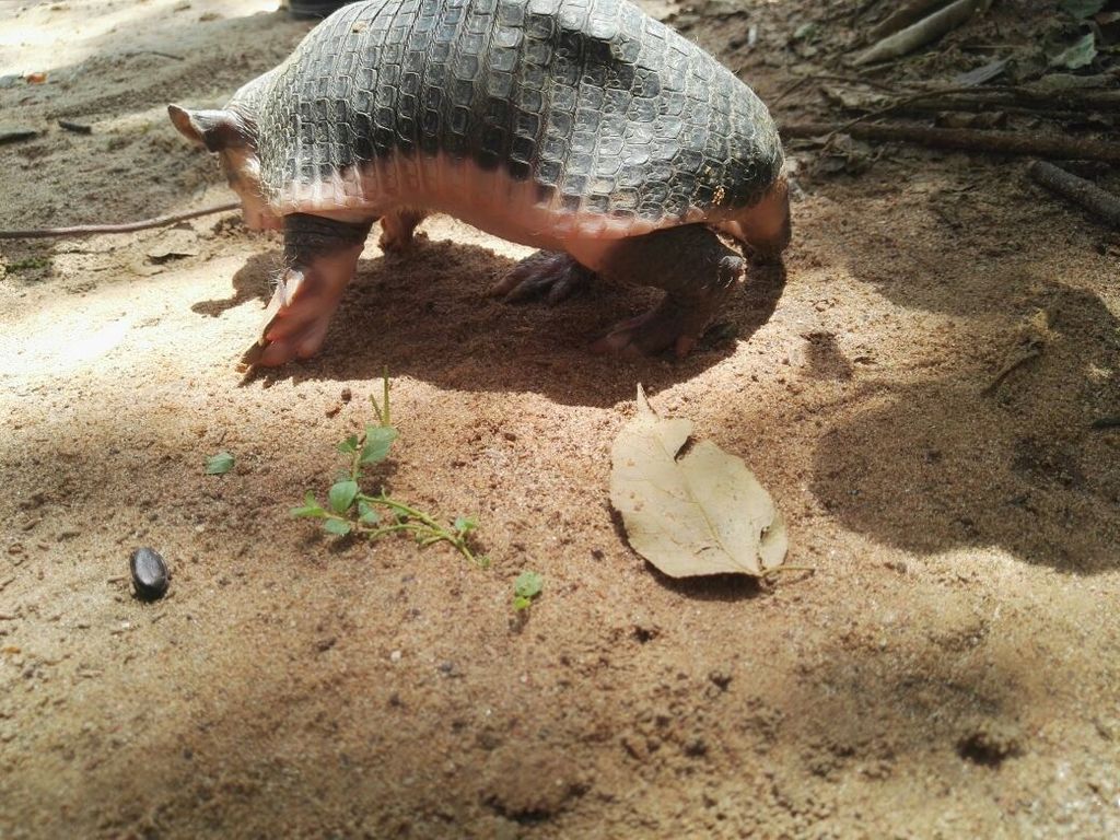 Northern Naked Tailed Armadillo From Juan Arias On September