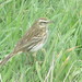 Australasian Pipit - Photo (c) James Mortimer, all rights reserved