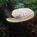 Dryad's Saddle - Photo (c) Lucien Knol, all rights reserved, uploaded by Lucien Knol