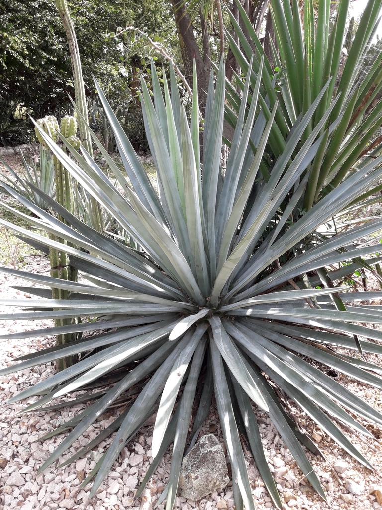 Agave Angustifolia Angustifolia From Area Sin Asignacion De Nombre De