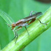 Sciomyzidae - Photo (c) jawinget, all rights reserved