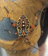 Pachylis hector · iNaturalist