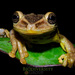 Jordan's Casque-headed Tree Frog - Photo (c) Ryan Lynch, all rights reserved, uploaded by Ryan L. Lynch