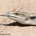 Common Blue-tongued Skink - Photo (c) Theresa Bayoud, all rights reserved, uploaded by Theresa Bayoud