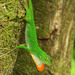 Neotropical Green Anole - Photo (c) J.P. Lawrence, all rights reserved
