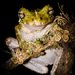 Cannatella's Spiny-backed Frog - Photo (c) Ryan Lynch, all rights reserved, uploaded by Ryan L. Lynch