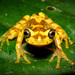 Gladiator Tree Frogs - Photo (c) Ryan Lynch, all rights reserved, uploaded by Ryan Lynch