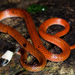 Black-collared Snake - Photo (c) Ryan Lynch, all rights reserved, uploaded by Ryan Lynch