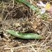 Square