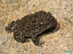 Small