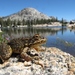 Sierra Nevada Yellow-legged Frog - Photo (c) devinedmonds, all rights reserved