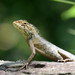 Oriental Forest Lizards - Photo (c) WK Cheng, all rights reserved