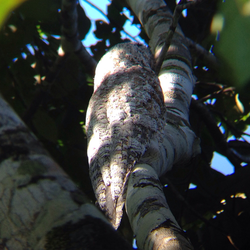Napo Birding