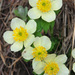 American Globeflower - Photo (c) Damon Tighe, all rights reserved