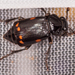 Pustulated Carrion Beetle - Photo (c) Mark Etheridge, all rights reserved
