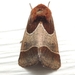Arcigera Flower Moth - Photo (c) Royal Tyler, all rights reserved