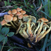 Hypholoma fasciculare - Photo (c) Trent Pearce, כל הזכויות שמורות, uploaded by Trent Pearce