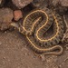 Short-tail Alpine Garter Snake - Photo (c) Juan Carlos Garcia Morales, all rights reserved, uploaded by Juan Carlos Garcia Morales