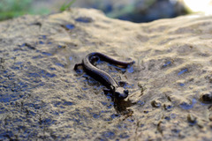 Small