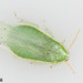 Cucaracha Verde - Photo (c) justinscioli, todos los derechos reservados, uploaded by justinscioli