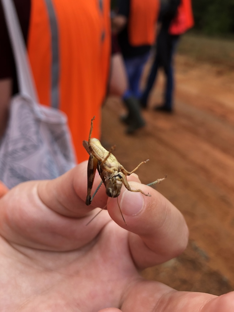 Short Horned Grasshoppers And Locusts From County Road 153 Garrison