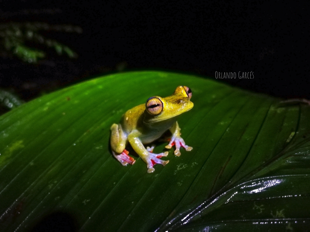 Red Webbed Tree Frog In February 2018 By Orlando Garces INaturalist