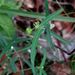 Euphorbia macropus - Photo 由 Lex García 所上傳的 (c) Lex García，保留所有權利