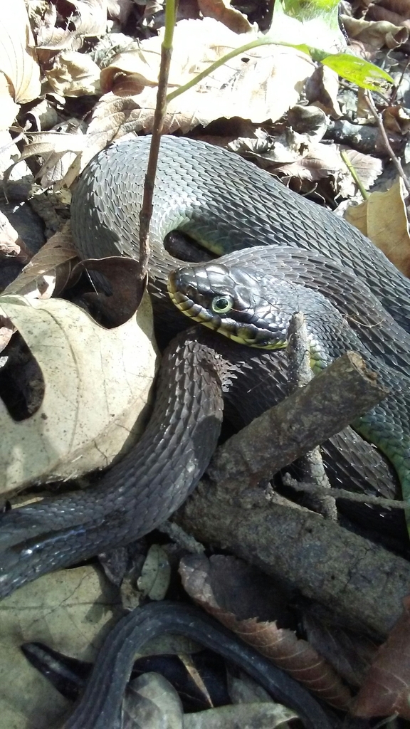 Plain Bellied Watersnake From Lower Surrounded Hill Township AR USA