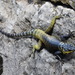 Noble Spiny Lizard - Photo (c) Arturo Cruz, all rights reserved, uploaded by Arturo Cruz