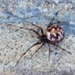 Araneoid Spiders - Photo (c) James M. Bryant, all rights reserved