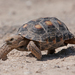 Gopher and Desert Tortoises - Photo (c) Jason Penney, all rights reserved