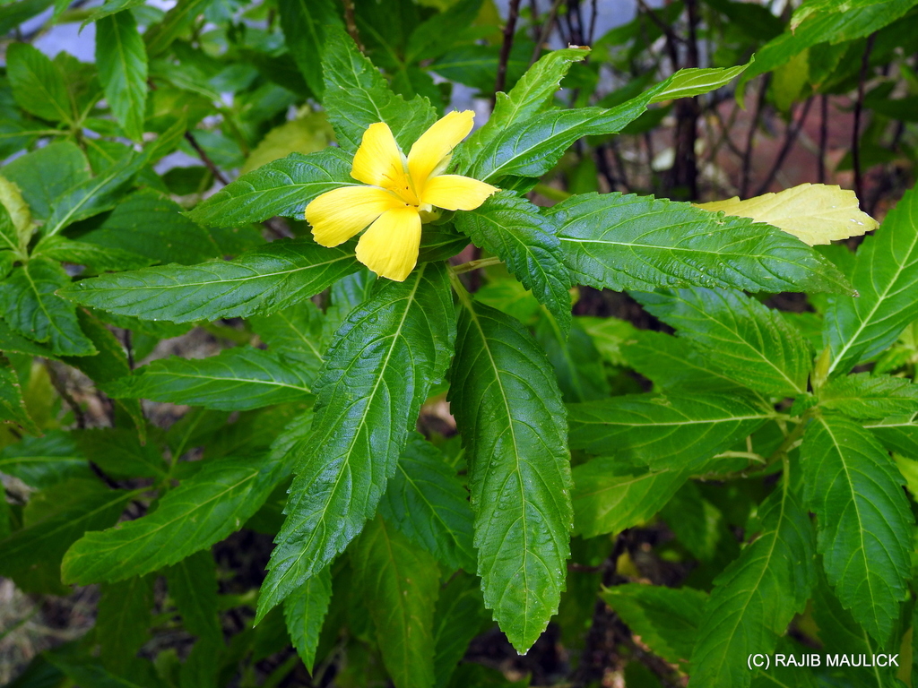 Yellow Alder From Dhakuria Kolkata West Bengal India On September 15