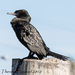 Little Black Cormorant - Photo (c) Theresa Bayoud, all rights reserved, uploaded by Theresa Bayoud