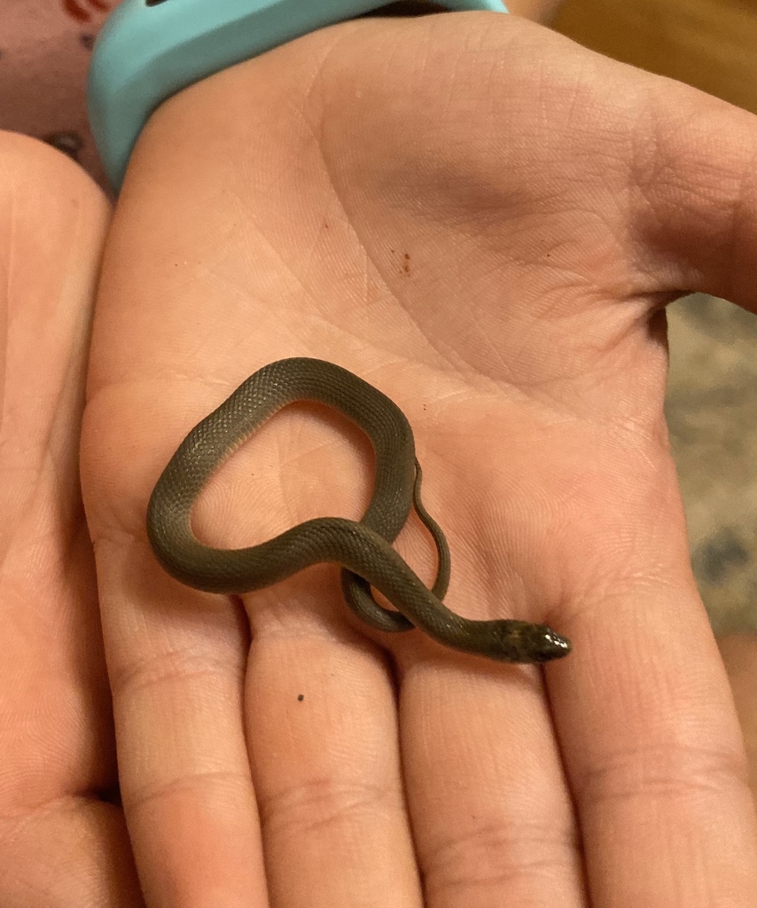 Rough Earthsnake From Delhi Rd Woodway Tx Us On October At